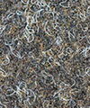 Teppichfliese Piazza 8 Farbe 161 dunkelbraun-beige meliert